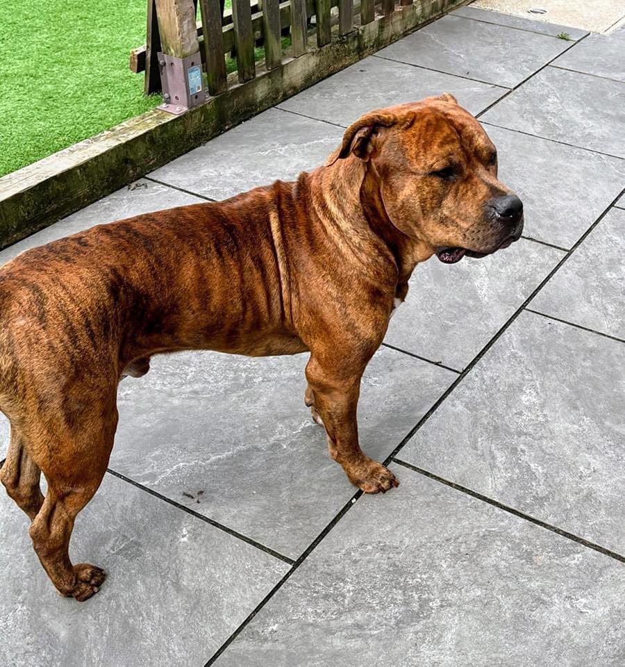 🎉 WELCOME HOME NALA, SIMBA AND SCAR 🎉

At the end of last month we were contacted by a distraught owner, her dogs had been seized. All 3 dogs were assessed by a dog legislation officer, all 3 have been found NOT banned breeds &amp; are now back home with their very relieved owner.