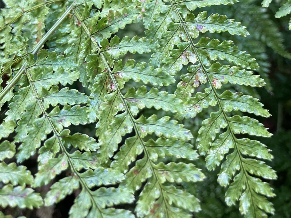 BSBICymru's tweet photo. Recording hay-scented buckler fern (Dryopteris aemula) in #VC47 today, 30 years since its last record at this site / Marchredynen Gwair-Aroglus heddiw, 30 mlynedd ers iddo gael ei gofnodi ddiwethaf yma. #NatureNetworks #RhwydweithiauNatur #NatureNetworksFund @HeritageFundCym https://t.co/OQ86ba5cgs