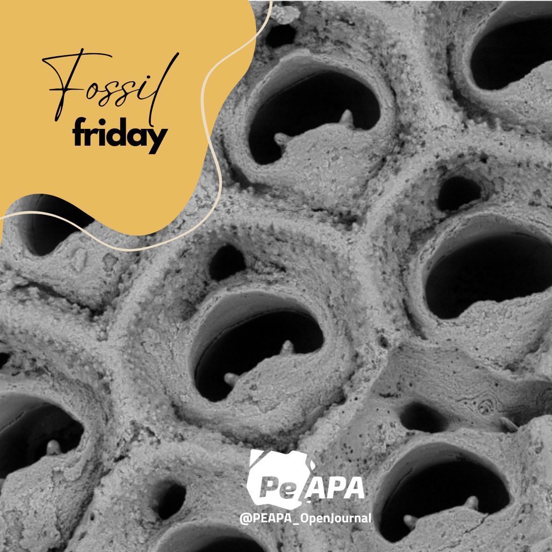 🌊Take a trip under the sea🌊 

😎 This #FossilFriday we present Melicerita imperforata, a #Miocene #bryozoan
Read more about it in "SPECIES OF THE GENUS MELICERITA MILNE EDWARDS (BRYOZOA, CHEILOSTOMATIDA) IN THE EARLY MIOCENE OF PATAGONIA (ARGENTINA)" 🔗 buff.ly/3SUqcgJ