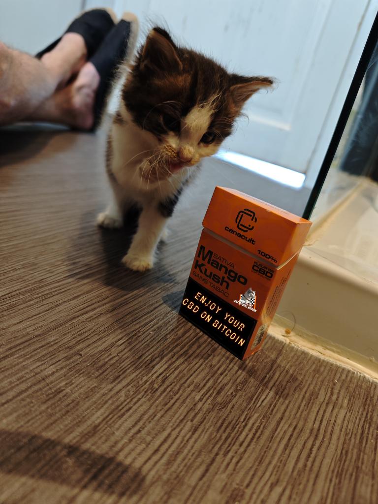 VilleLumiere94's tweet photo. Little surprise for the return of holidays. 
Young stranger found in the garden!

As high as a pack of $CBD.

Welcome to @catdrivebitcoin https://t.co/1878oI3gyv