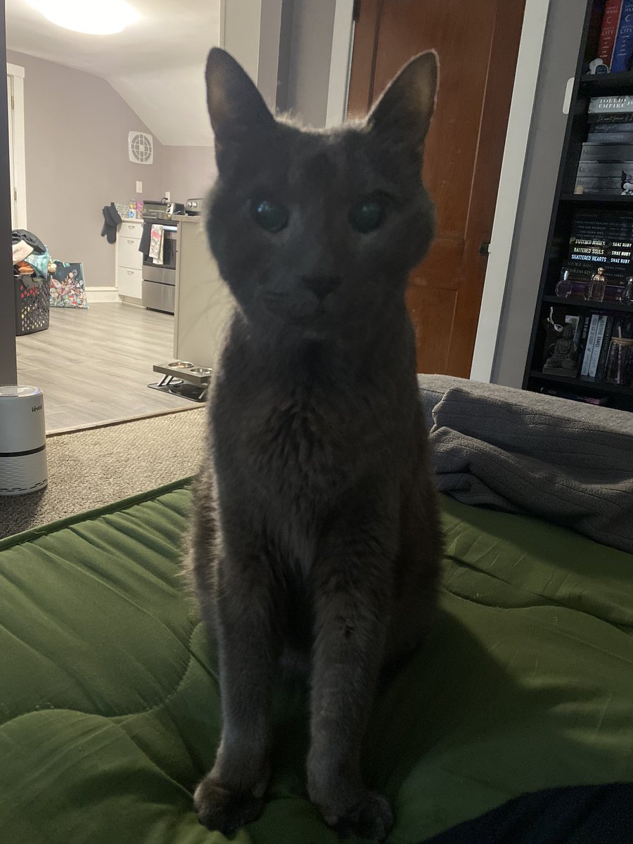 My baby #Dori was laid to rest today. A piece of my soul gone, in too short of a time.