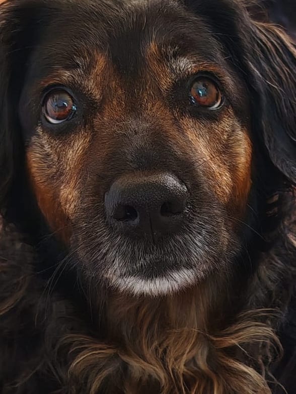 SnowSimply's tweet image. Mooiste meisje.❤️