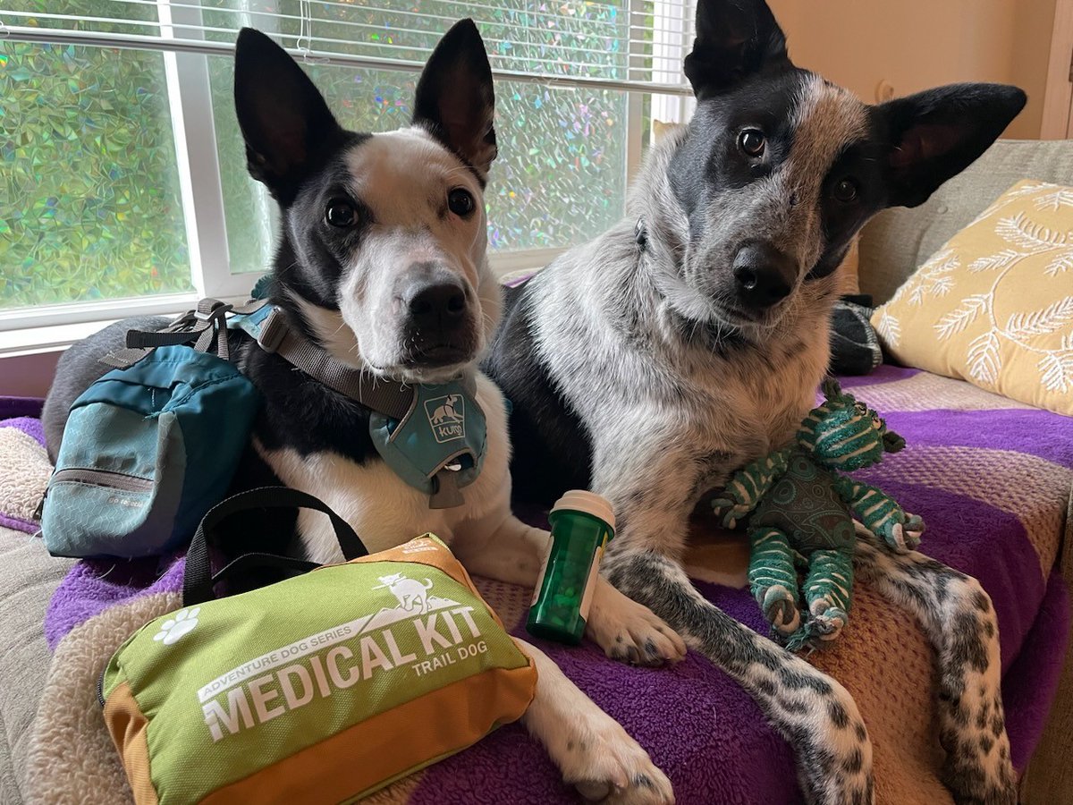 You see how they're prepared to travel?
Very demure. Very mindful. 

Be very considerate of your pets ➡️ ready.gov/pets.