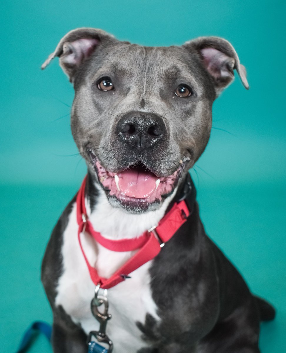 URGENT: Nala experiences severe kennel stress &amp; is losing her foster home soon. Help us find her an adopter or foster! 🏠