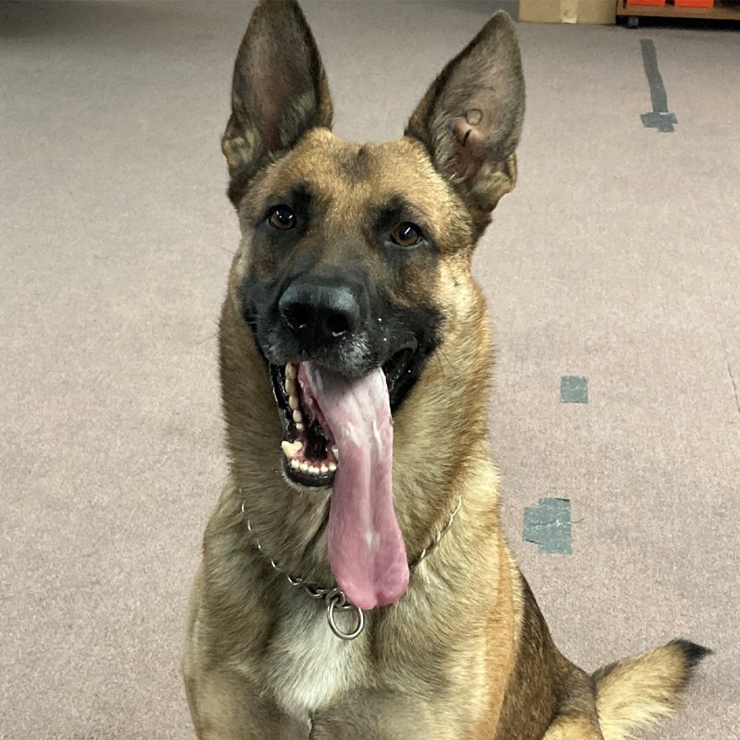 Scientists have confirmed: K9 Vito is 80% Belgian Malinois, 20% tongue. 

K9 Vito served the St. Louis Airport Police, now serves as a gym bro with his handler in his daily workouts.

#fridayfunny #belgianmalinois #workingdog #tongueout #happydog #k9 #k9team #funnyk9