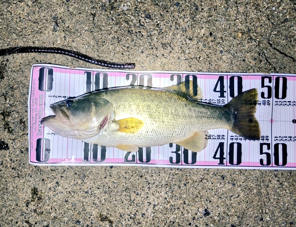 ロングワームもぐもぐしながら持っていってくれるの楽しすぎる(⁠*⁠´⁠∀⁠｀⁠*)