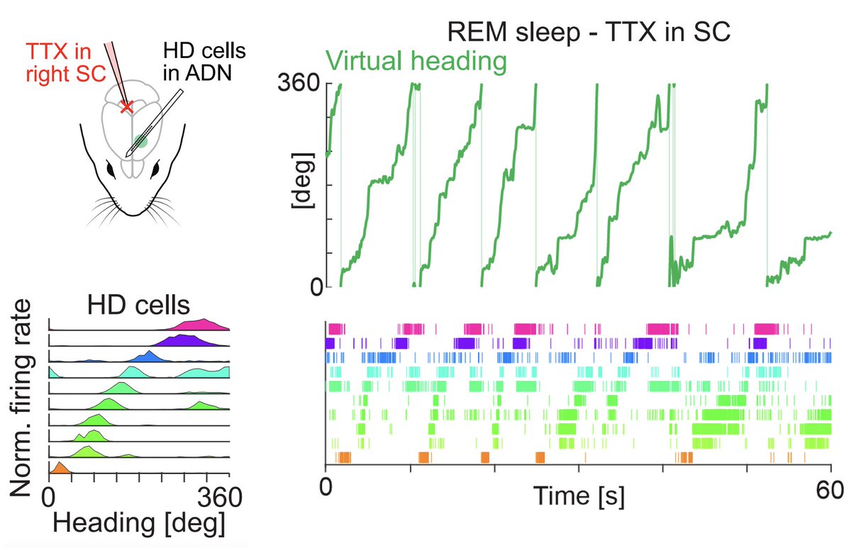 Yuta Senzai tweet media