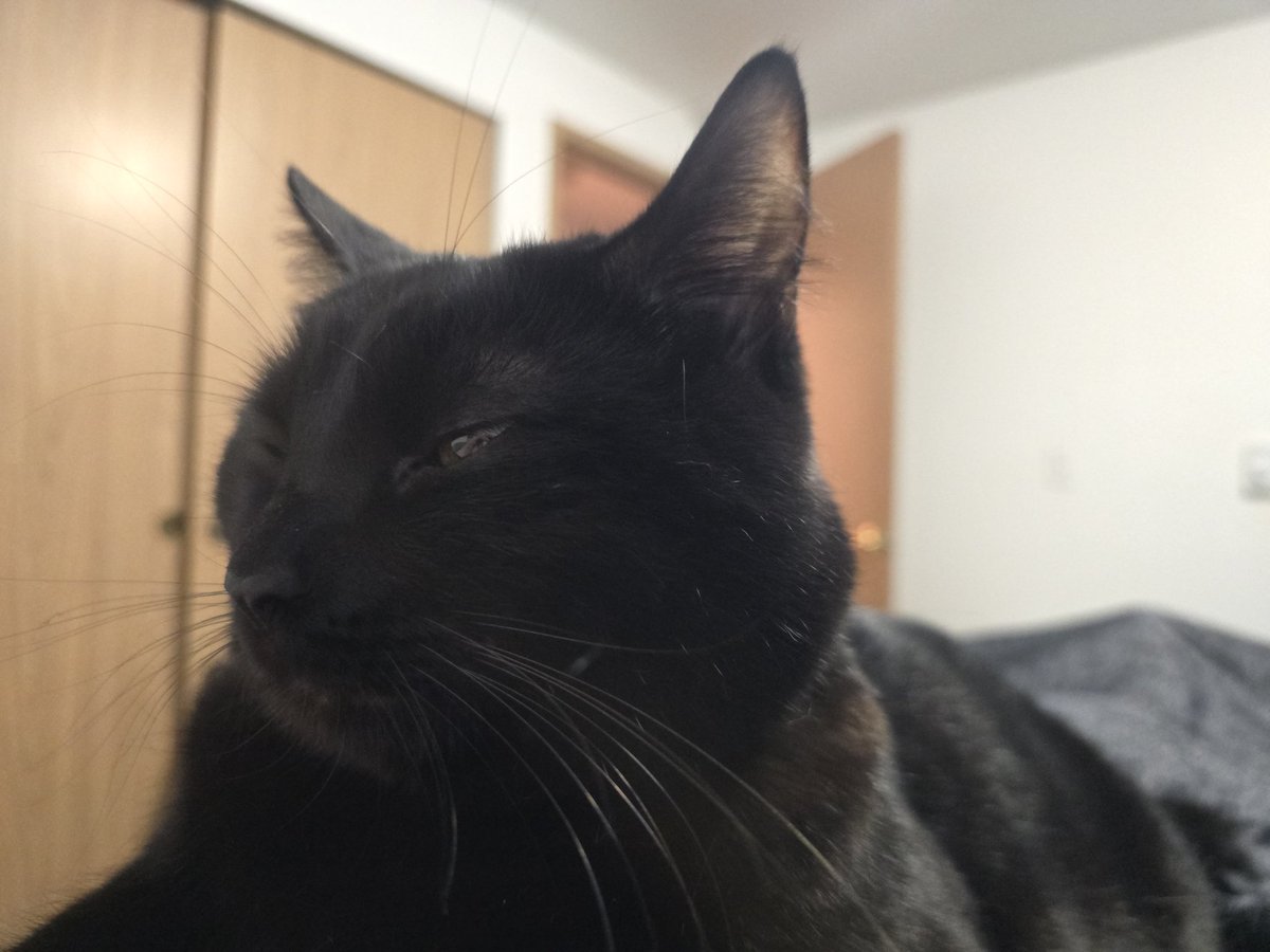 Cat asleep. Time to game a little.

Twitch.tv/CidO
