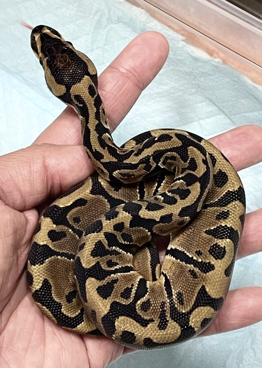 ballpython2019's tweet image. よく見たら大きくなったね❗️
最初はベビーによくあるヒョロっとした感じだったのに感慨深い✨☺️

#ボールパイソン