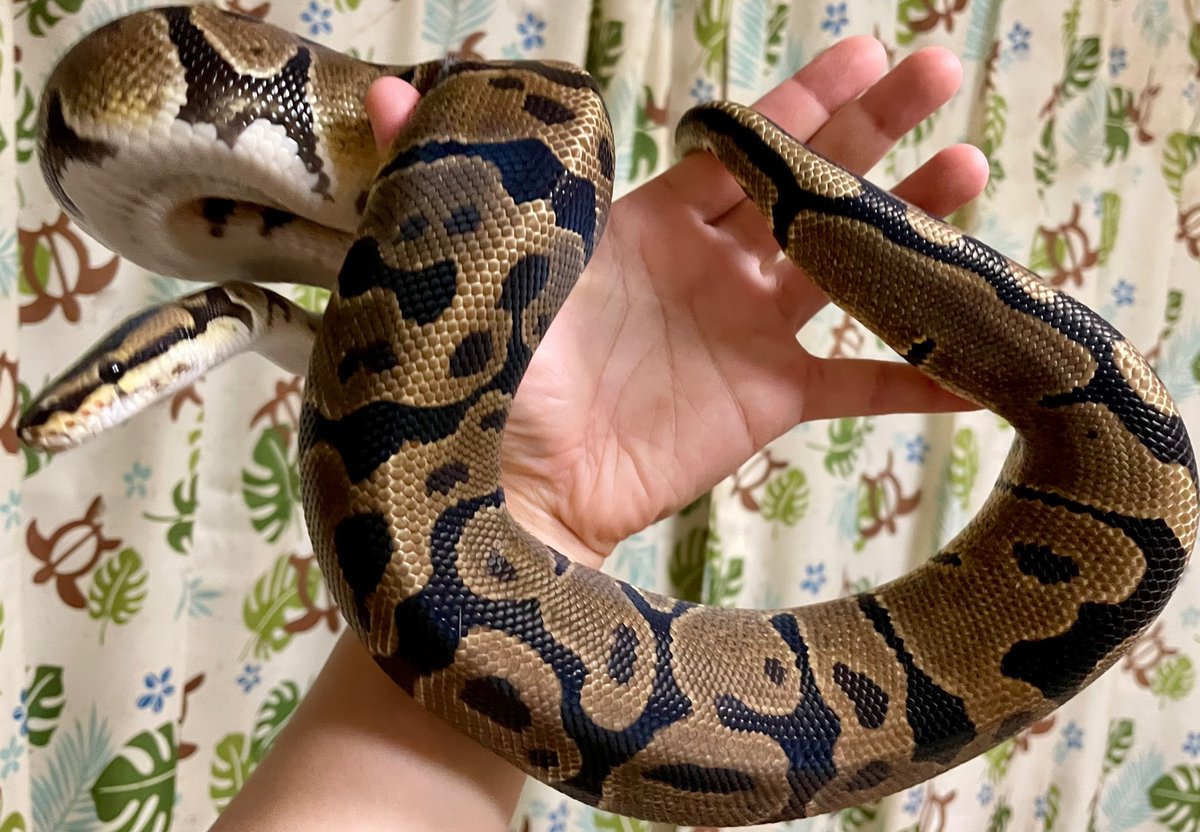 ballpython2019's tweet image. よく見たら大きくなったね❗️
最初はベビーによくあるヒョロっとした感じだったのに感慨深い✨☺️

#ボールパイソン