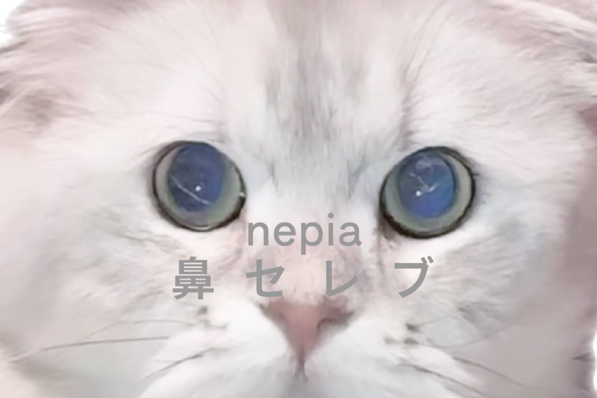 lalacoppe's tweet image. これはにゃぴの鼻セレブ☁️♡ #今井りこ