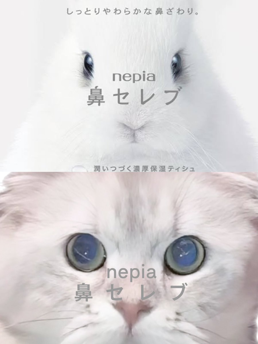 lalacoppe's tweet image. これはにゃぴの鼻セレブ☁️♡ #今井りこ