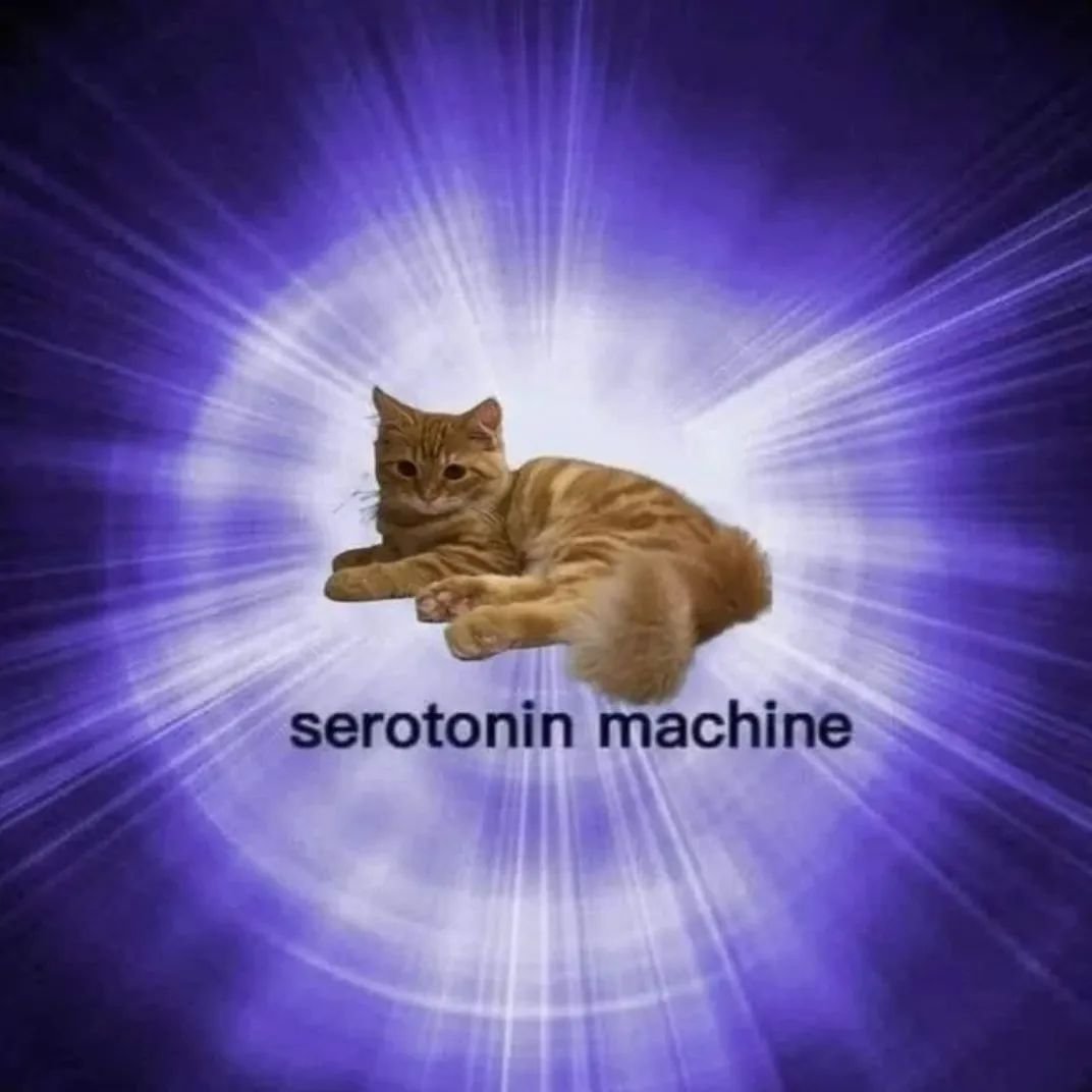 Punch Cat (@punchingcat) on Twitter photo 