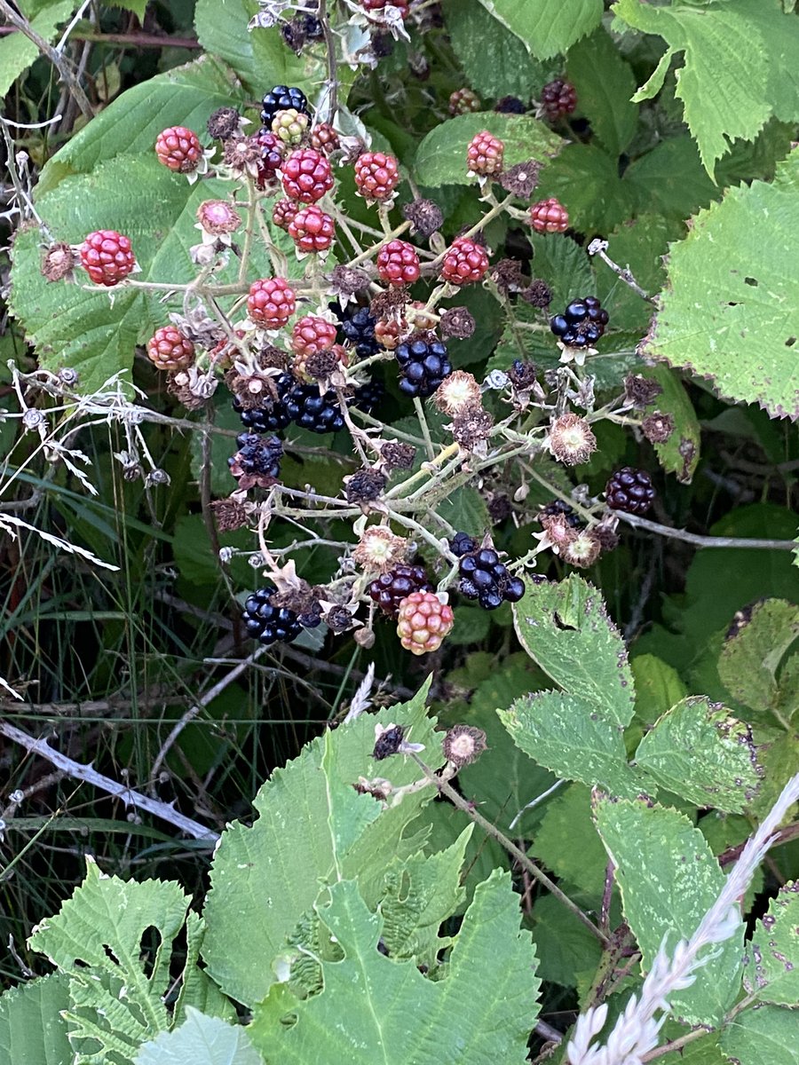 AlisonL43733634's tweet image. Season Of Mists &amp;amp; Mellow Fruitfulness - nature’s larder bountiful with berries at this time of year ❤️❤️
Perfect on shortbread with strawberries 🍓 😋 
#Blackberries #PickYourOwn #FoodForFree
