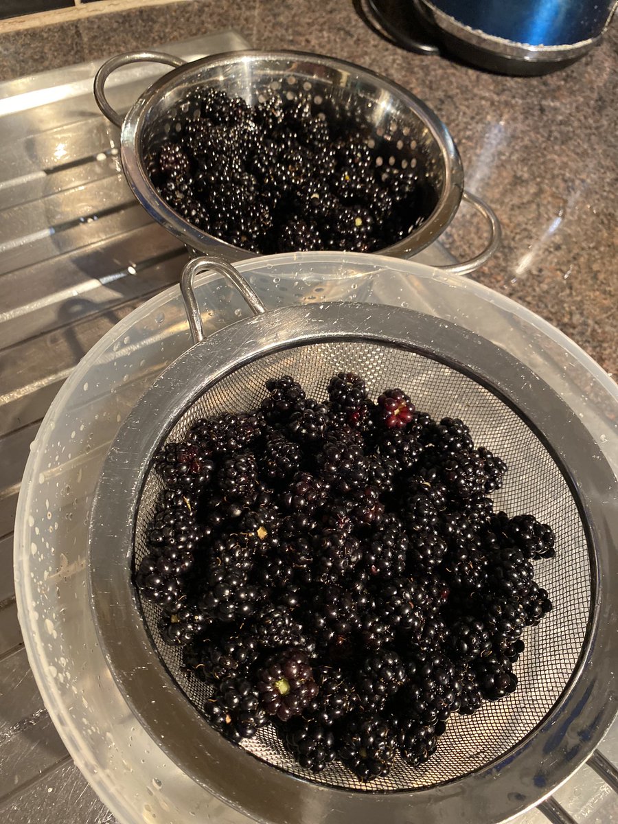 AlisonL43733634's tweet image. Season Of Mists &amp;amp; Mellow Fruitfulness - nature’s larder bountiful with berries at this time of year ❤️❤️
Perfect on shortbread with strawberries 🍓 😋 
#Blackberries #PickYourOwn #FoodForFree