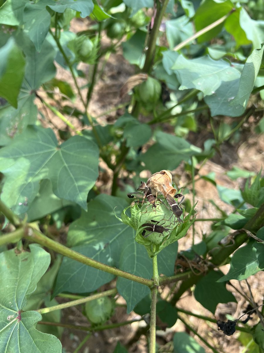 SedrickLMack's tweet photo. Leaf footed bugs having a pow wow on a cotton boll… #entomology https://t.co/gb8svW6LDK
