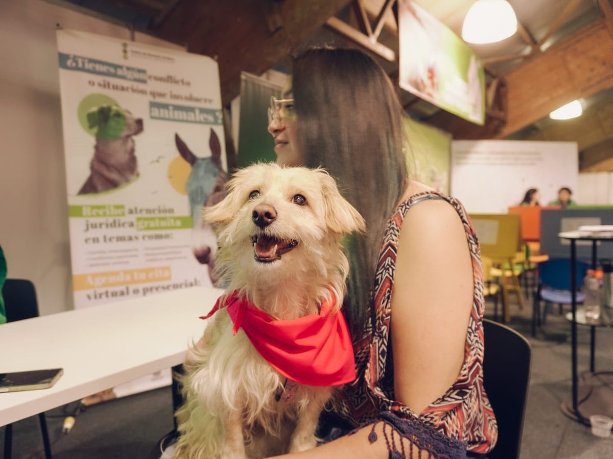 AnimalesBOG's tweet photo. Estamos felices por la adopción de #WhiteCream🐶, una perrita que sufrió la inclemencia de las calles, y fue salvada por #UrgenciasVeterinarias luego de un grave accidente.🙌💫 #BogotáMiCiudadMiCasa 🐾
Hoy tiene una familia amorosa y un nuevo amigo🐶 compañero de aventuras.✨ https://t.co/G9hvUWWAdD