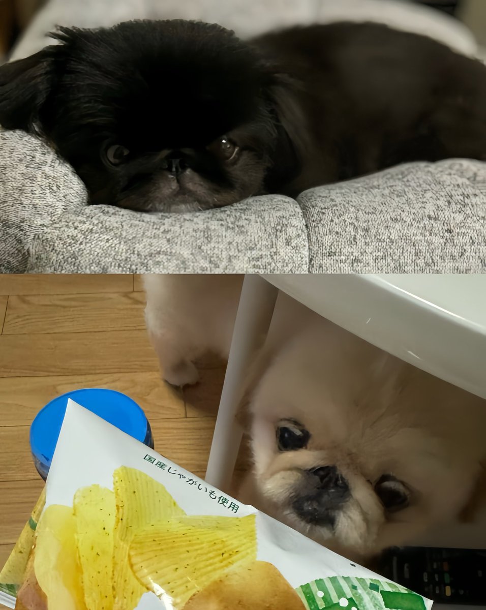 ぺこたんとエメ tweet media