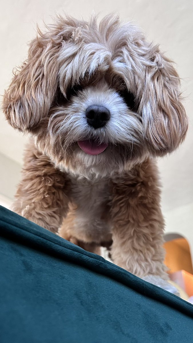 Andrea 🍓 Berry tweet media