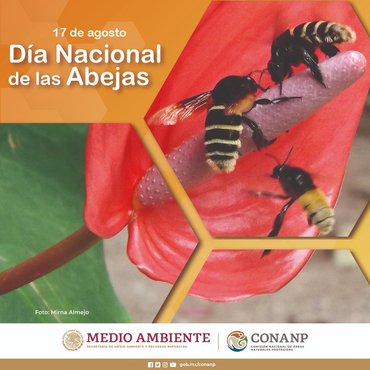 ¡Celebramos el Día Nacional de las #Abejas! 🎉

Estas pequeñas polinizadoras actúan como guardianas de la vida, al apoyar a la producción de alimentos y mantener el equilibrio ecológico. 🐝🌿🍯🌸

Su existencia es esencial para el bienestar de todas y todos, ¡protejámoslas! 💛🖤