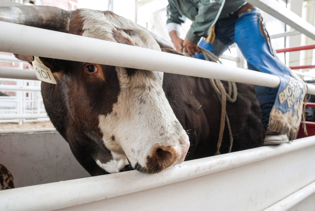 .@vanhumane:  Most Calgarians are against Stampede rodeo and chuckwagon events dlvr.it/TC1GSr