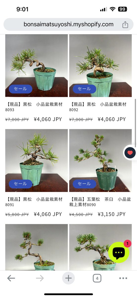 Bonsaiseller's tweet photo. サマーセール後半始まりました。

最大半額です。

対象商品は40点

ぜひご覧くださいませ

https://t.co/YSJ1lSLyPL https://t.co/iuyrTCFRq9
