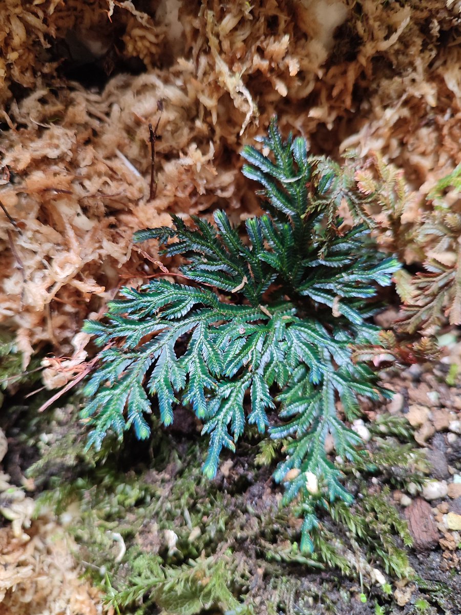 Mijn zelfgemaakte terrarium groeit echt massa's goed 💚🌿💚