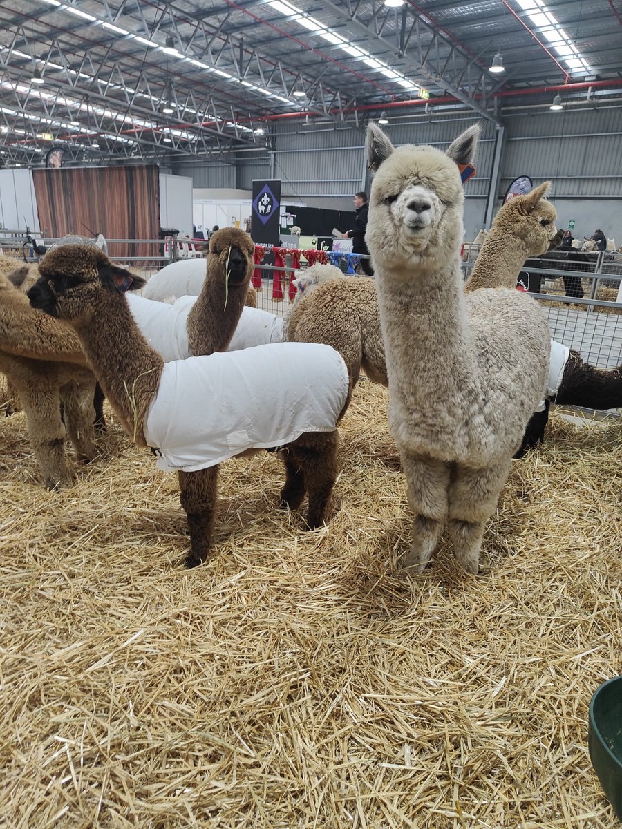 So cute 🥰🦙🔍