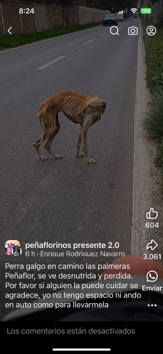 Evelyn_Torres_h's tweet photo. 🆘 Alguien sabe algo de ella ?? Si fue rescatada? Perrita galgo desnutrida en camino las palmeras #penaflor @carolinapinoc https://t.co/y4qoWeC3YE