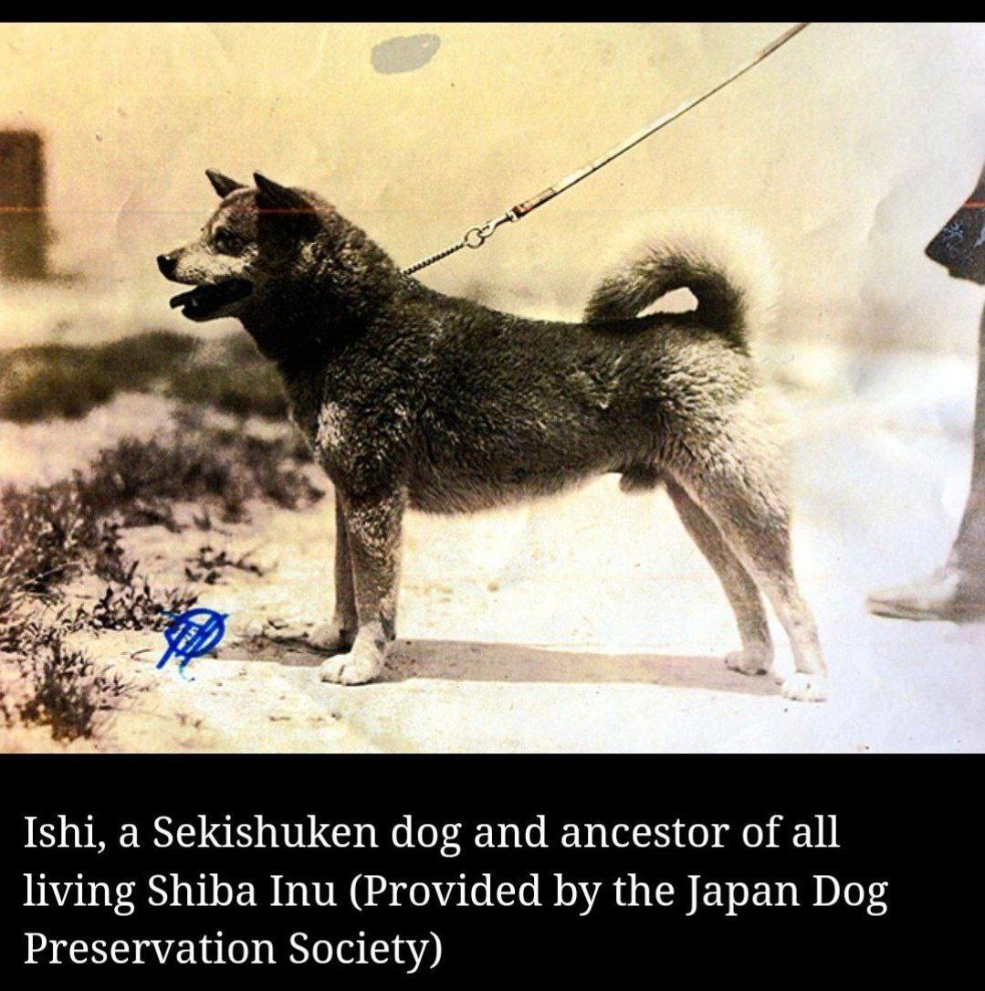 thedoczoid's tweet photo. @ctodons @shahh $ISHI OMG #shibfather it's the narrative of all narratives
Hell yes I'm in! https://t.co/wyJeuaWkoZ