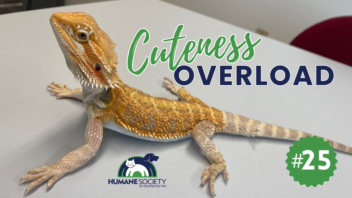 Looking for Furever Friends? We've Got Them All! youtu.be/lRlasJdPtm0?