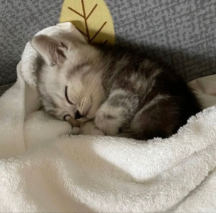 Catsillyness's tweet photo. Eepying https://t.co/CGzA2k314d