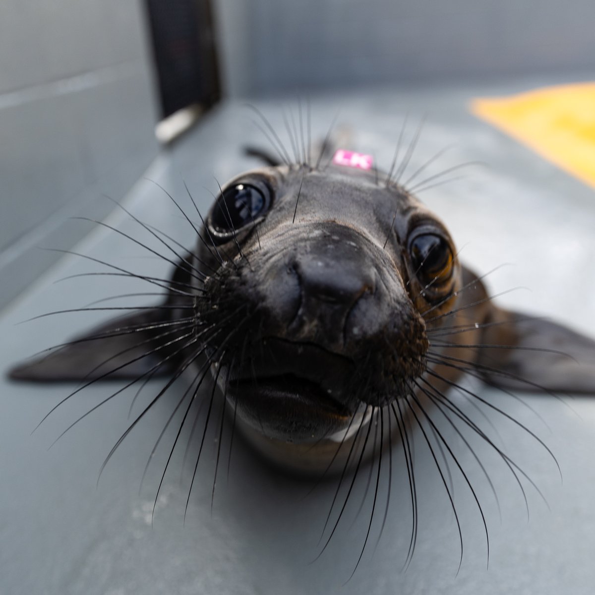 The Marine Mammal Center tweet media