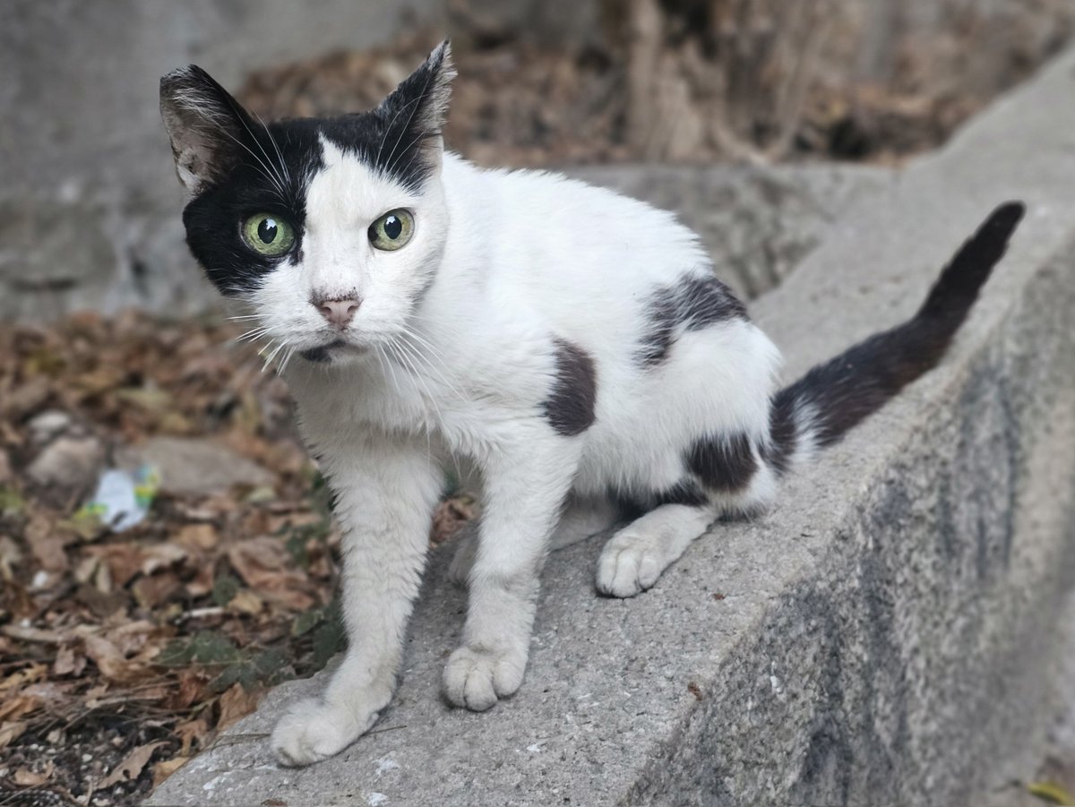А  тебе интересны фото котов из Хайфы? #HaifaCats #cats #Haifa