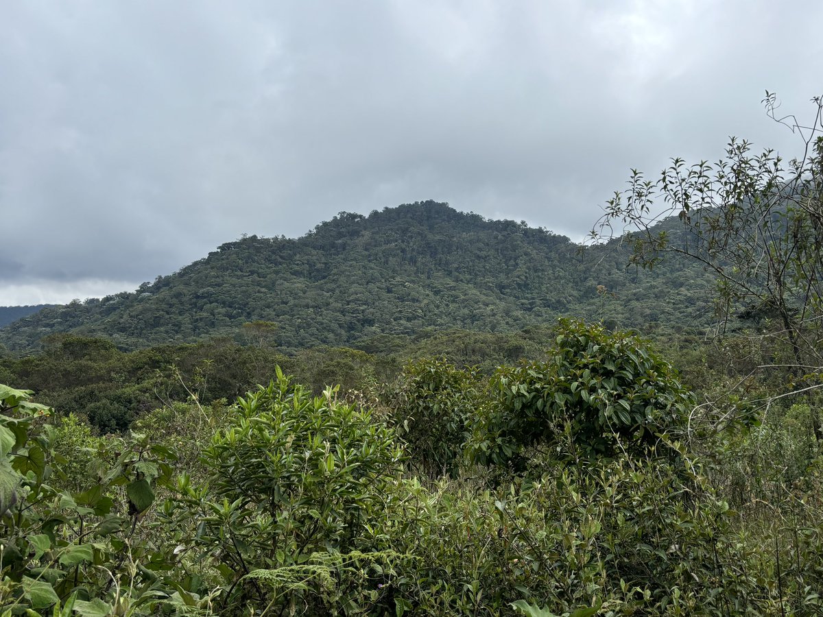 Laura Clavijo tweet media