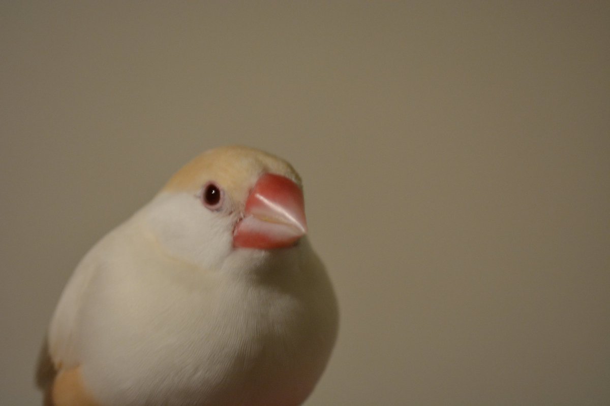 あまりにも「...…と、思う文鳥なのであった」な顔が撮れました😌