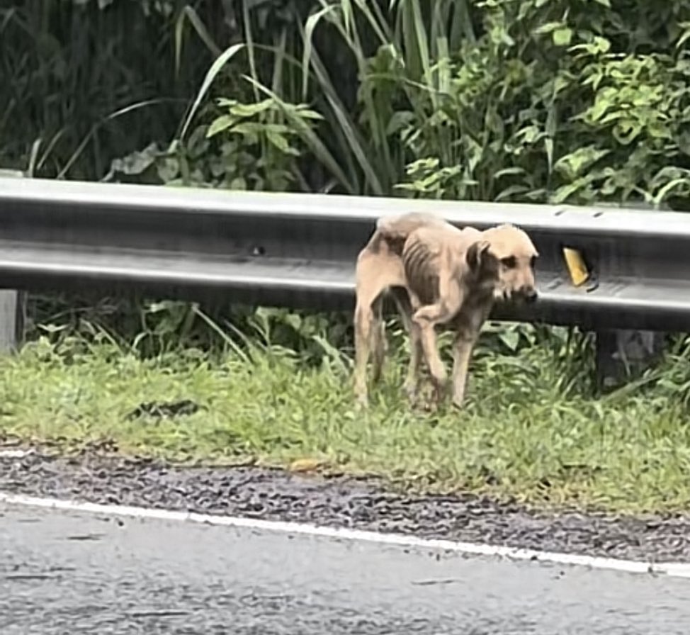 pus1612's tweet photo. @lyssitta @Beryz10 @lamanadadepick 

Ayudemos a esta perrita a volver con sus dueños 🙏  la ultima vez la vieron por Beneficio Agua Caliente  Km 41/2  carretera de Ahuachapán a Sonsonate 
Comunicase con el Ticktoker  Nay Santos https://t.co/uWx9QfG674