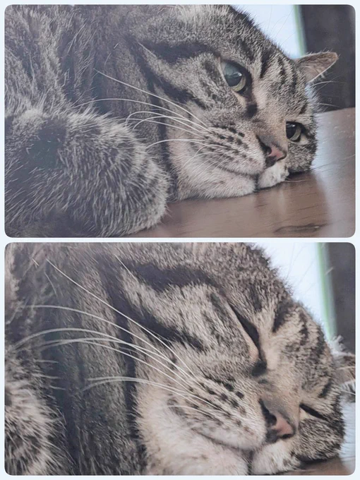 (  ¯꒳​¯ )ᐝ
撮影:夫
#猫のいる暮らし
#猫好きさんと繫がりたい 