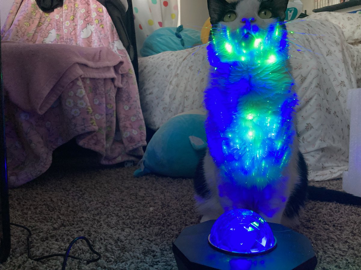 It wasn't supposed to be, but it's his now. #catsofx