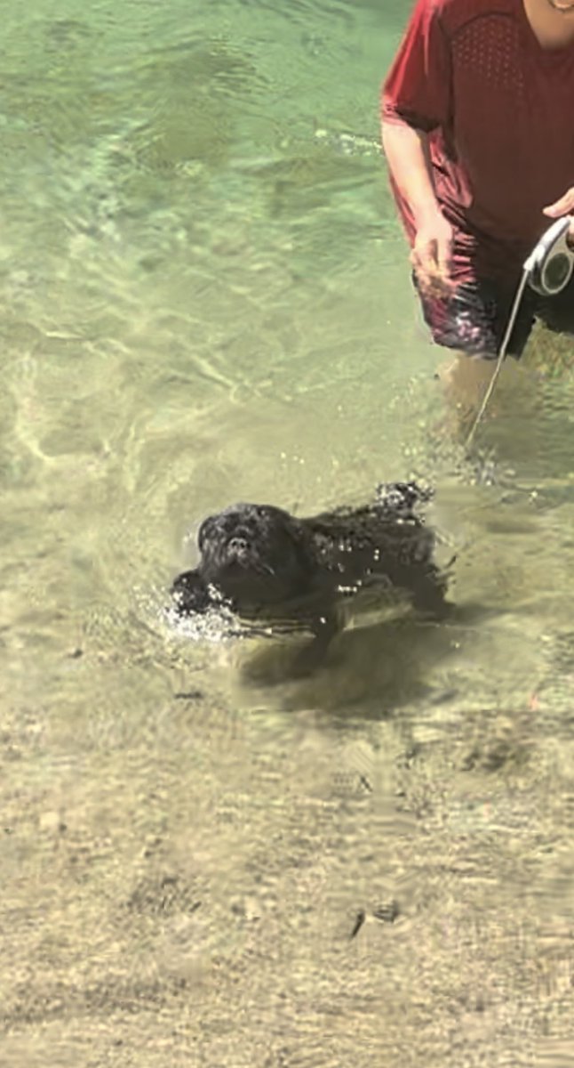 お盆前にこた君初めての川泳ぎしてきました。
からだを濡らして、足を水に浸けて、徐々に徐々に…︎✨️

凄いよこた君!!💮
お姉ちゃん金槌だから何回か溺れかけてたよ!😅

父親も自然が大好きなので家族でいい夏を過ごせました︎︎💕︎
それにしても可愛いな…

#パグ #黒パグ #愛媛 #川泳ぎ