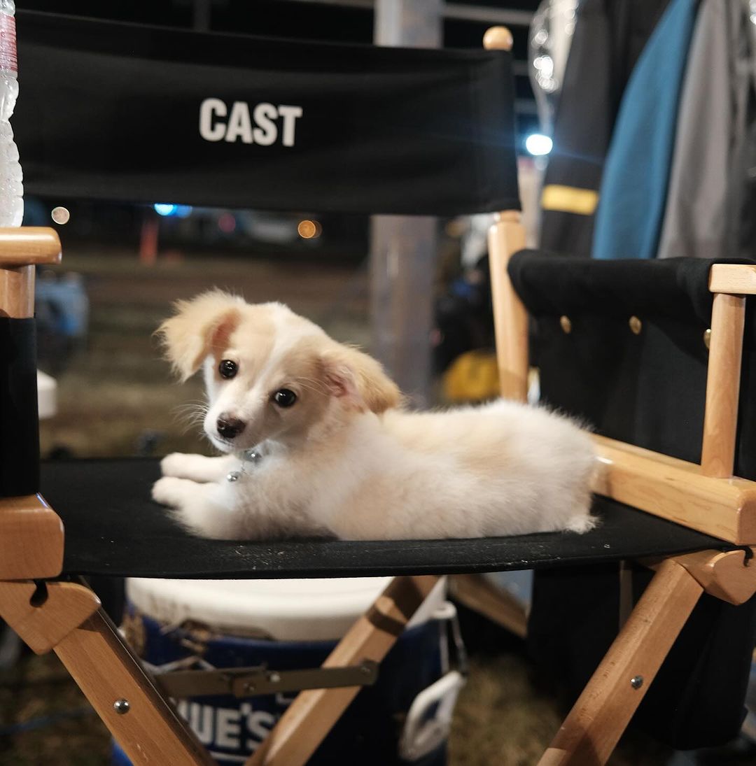 🐾 글렌 파월, 반려견과의 특별한 인연 공개! https://vogue.com/article/glen-powell-dogue-2024… <트위스터스> 촬영 중 인스타그램에서 우연히 보호소에 있던...