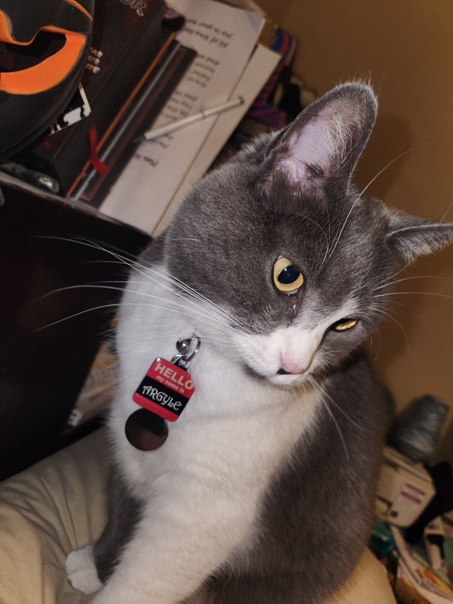 DollHouseKiera's tweet photo. @TheMutantFam @skull_blonde @thechadmofield I present to you, Miss Argyle Mewlsby, #HorrorCat extraordinare 💚😻 https://t.co/HOj14CT7SC