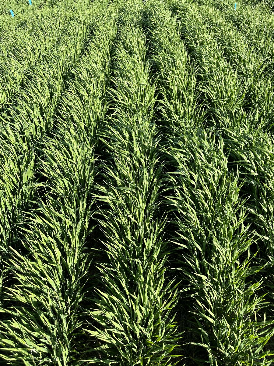 John Kirkegaard tweet media