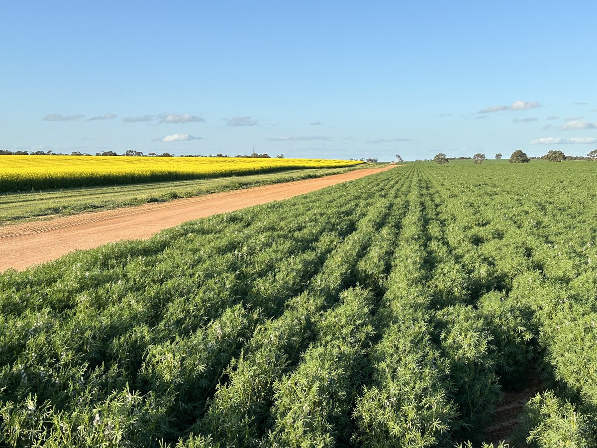 John Kirkegaard tweet media