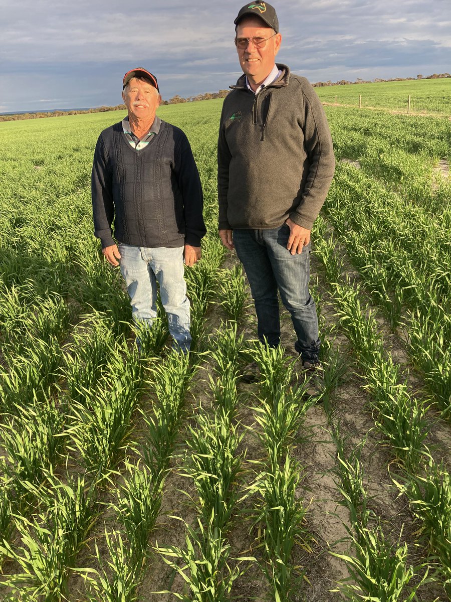 4FarmersBill's tweet photo. 3 L/ha of #Aquifer on Allenโs crop at #ArnoBay #EP is destined to repeat the grain yield results that I achieved at South Stirlings in 1987 with banded wetting agent. See either side of the fence - #TheGrassIsGreener ๐ https://t.co/y2rzI1xRXJ