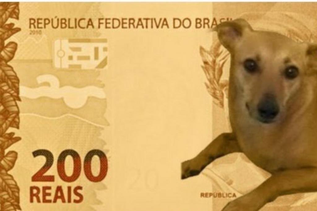 Barbara13Moyano's tweet photo. @historyinmemes Cachorro Caramelo https://t.co/IXAD9DfuHe