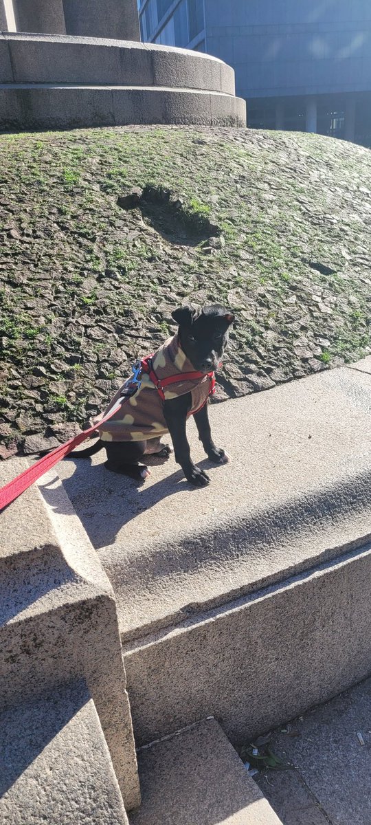 o cão possui orelhas tortas cadê o orelha de coitado que trouxe pra casa?