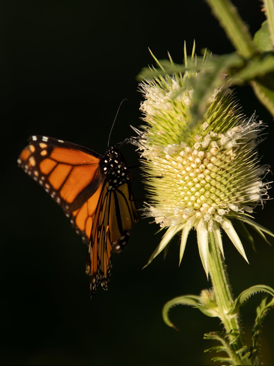 #ButterflyPhotography #CanonPhotography #TamronLens #NaturePhotography #TelemacroPhotography #ButterflyLovers #CanonShot #TamronSP #NatureLovers #WildlifePhotography #CloseUpPhotography #ButterflyInTheWild #CanonFanPhoto #InsectPhotography #OutdoorPhotography #ButterflyDetails