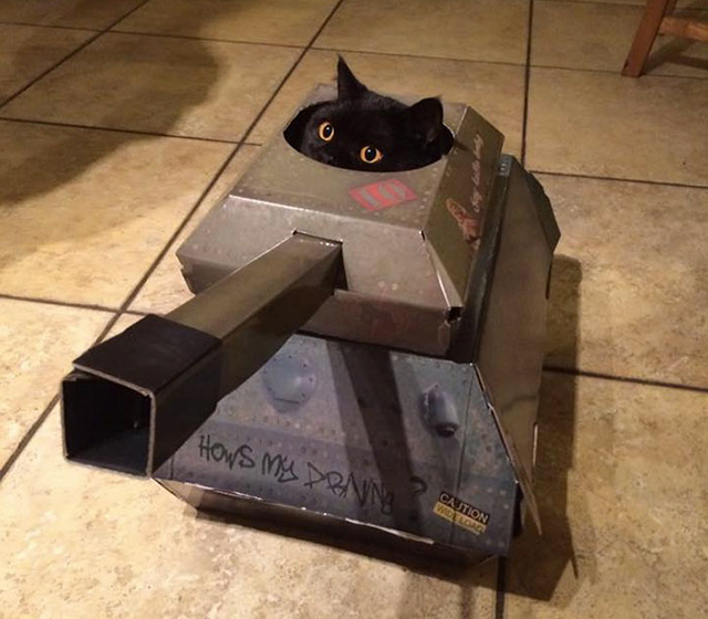 tickled_pixels's tweet photo. "Sgt, enemy in that direction!"
"Roger, removing that direction."
#cats #Memes https://t.co/Rd1UFdtZFI