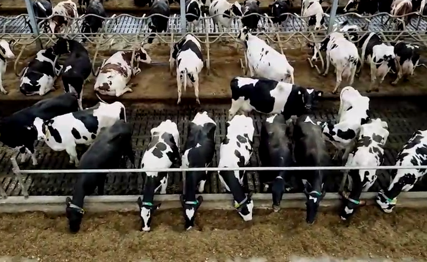 dairylando's tweet photo. #Establo #Freestall
Todos los establos freestall en Argentina fueron construidos en tambos con tierra propia. Los establos con cama de compost o de tierra son en mayoria sobre campo alquilado https://t.co/7s1riTYX62